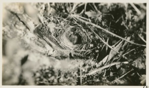 Image of White crowned sparrow's nest
